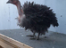 Bantam chickens