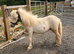 Yearling Miniature Shetland