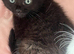 2 Gorgeous Female Kittens