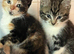 Beautiful Kittens
