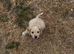 Cocker spaniel puppys