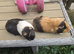 Here are my 2 female guinea pigs &pound;30 each
