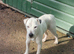 male parson jack Russell