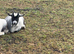 Three pygmy wethers