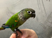 Hand reared baby conure parrot available