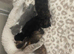 BSH KITTENS READY NOW