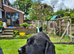 Labrador Pups For sale