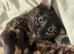 Cat for sale