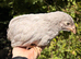 Lavender Leghorn Growers (Unsexed)