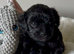 Stunning Fully DNA Health Tested F1 Maltipoo Puppies