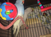 1 Indian ringnecks and cage