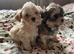 Shit zu puppies
