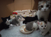 Gorgeous pedigree kittens