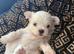 Maltese puppies 2 girls left
