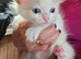 Ragdoll kittens pedigree