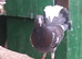English garden fantail pigeons
