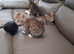 Bengal crossed kittens for sale