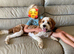 9 month Cavapoochon
