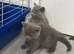 Outstanding lilac British shorthair
