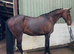 Schoolmaster