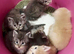 Stunning mainecoon babys