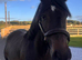 A genuine young horse with an exciting future ahead.