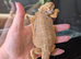 Baby bearded dragon Male