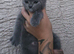 Bsh x rag doll ready to go