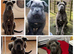 Cane Corso female