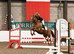 Proven Thoroughbred Stallion