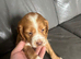3 cocker spaniel puppies for sale