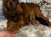 Miniature cavapoo girl ready next week