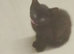 Four black kittens