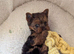 Yorkshire Terrier Puppies