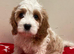 Cavapoo girl