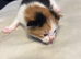 Beautiful kittens for sale