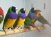 Golden finches