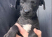 Patterdale x puppies