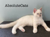 TICA REGISTERED Ragdoll Cats