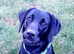Stud Labrador