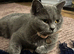 British shorthair blue female