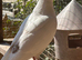 Young Roller Pigeons