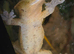 Beautiful handled crested gecko.