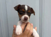 Jack Russell puppy&rsquo;s for sale