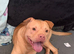 Staffie cross sha-pei male
