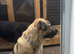 Puppy's due end of November