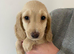Cream Dachshund Puppy
