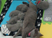 Full pedigree British Shorthair kittens for sale