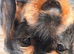 READY To LEAVE wire haired dachshund puppies