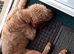 Irish doodle Dog